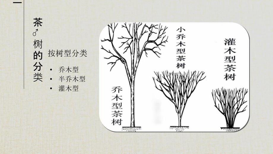 茶叶的基础知识.ppt_第3页
