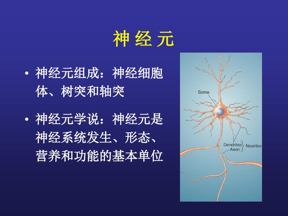 认知神经科学专题脑神经基础.ppt_第2页