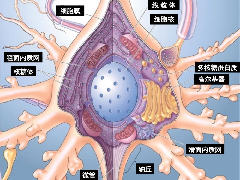 认知神经科学专题脑神经基础.ppt_第3页