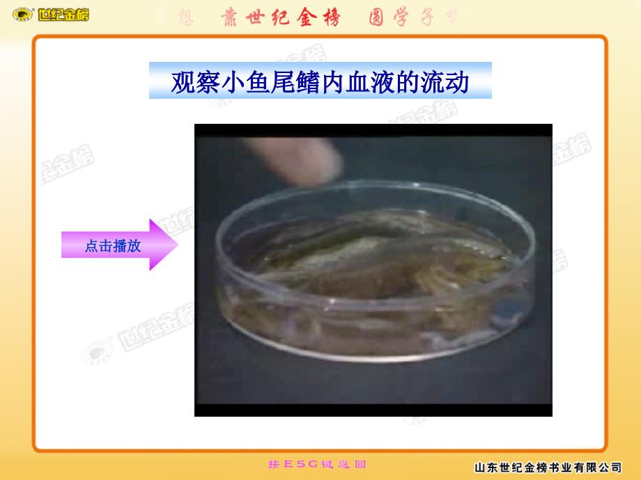 血流的管道血管PPT课件.ppt_第3页