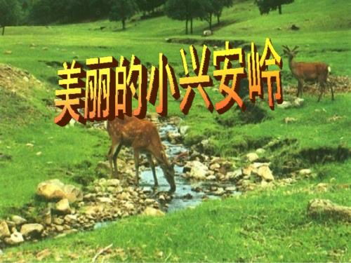 美丽的小兴安岭课件.ppt