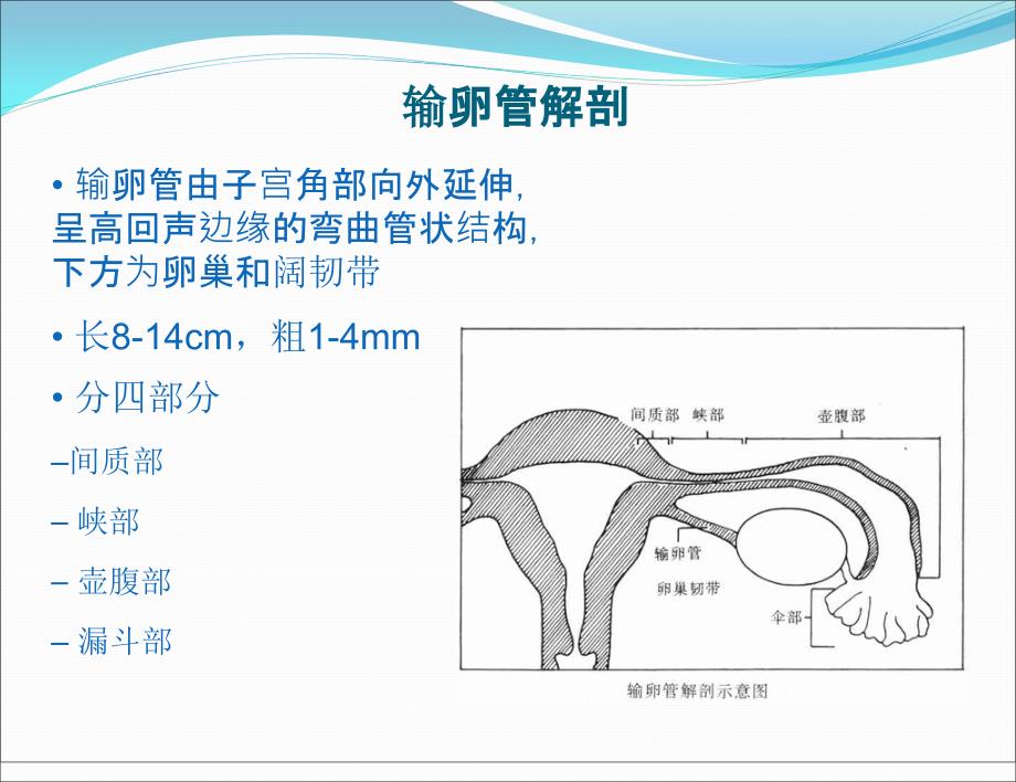 输卵管炎性疾病的超声诊断ppt课件.ppt_第2页