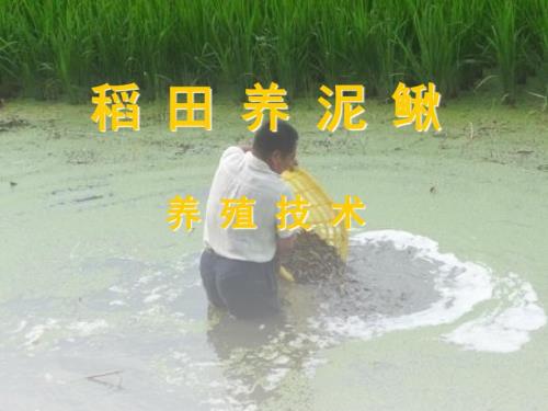 稻田养殖泥鳅技术PPT课件.ppt