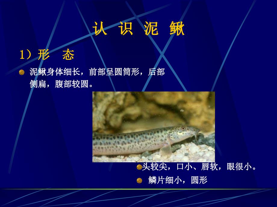 稻田养殖泥鳅技术PPT课件.ppt_第2页