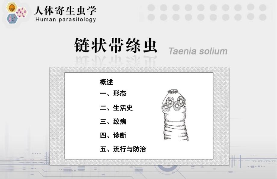 链状带绦虫肥胖带绦虫.ppt_第3页