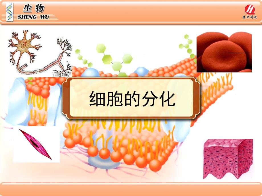 细胞的分化PPT课件.ppt_第1页
