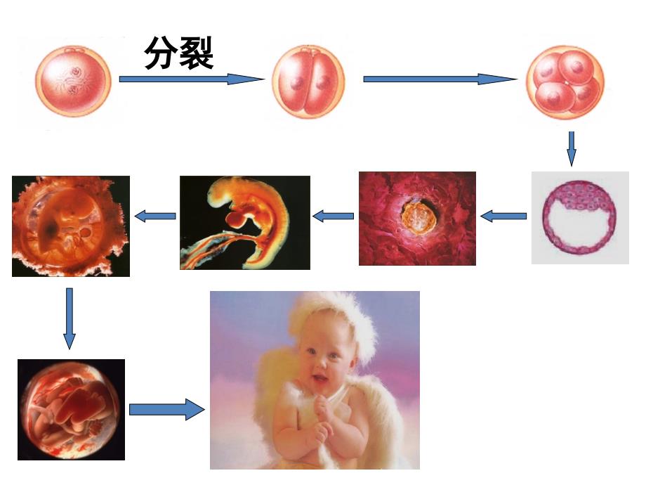 细胞的分化PPT课件.ppt_第2页