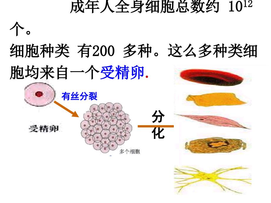 细胞的分化PPT课件.ppt_第3页