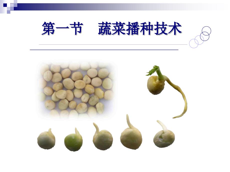蔬菜播种与育苗技术.ppt_第2页