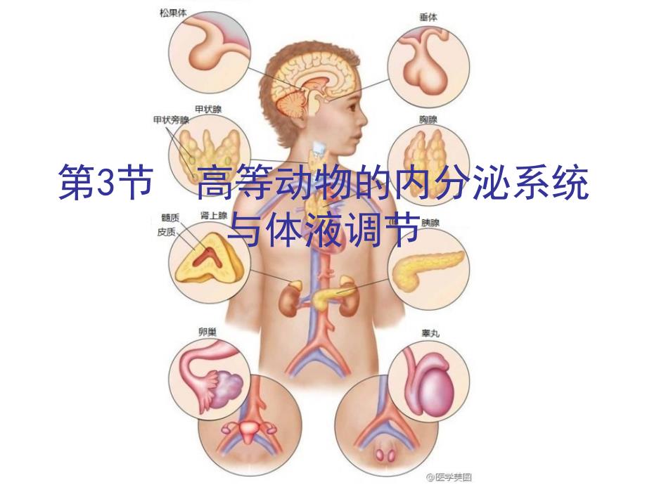高等动物的内分泌系统和体液调.ppt_第1页