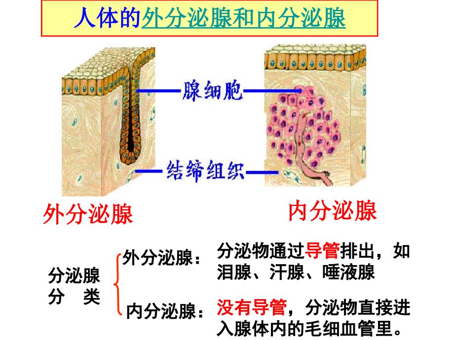 高等动物的内分泌系统和体液调.ppt_第3页