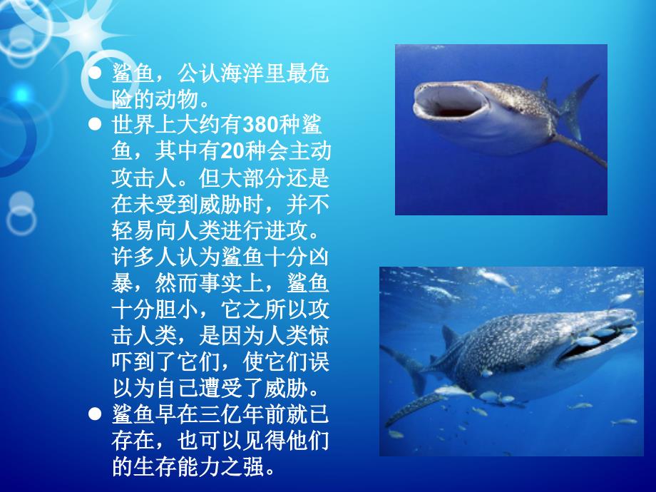 鲨鱼丰富有趣的课堂.ppt_第2页