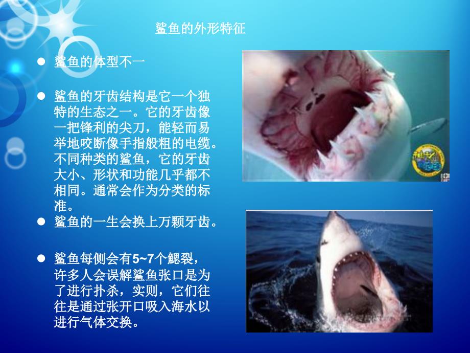鲨鱼丰富有趣的课堂.ppt_第3页