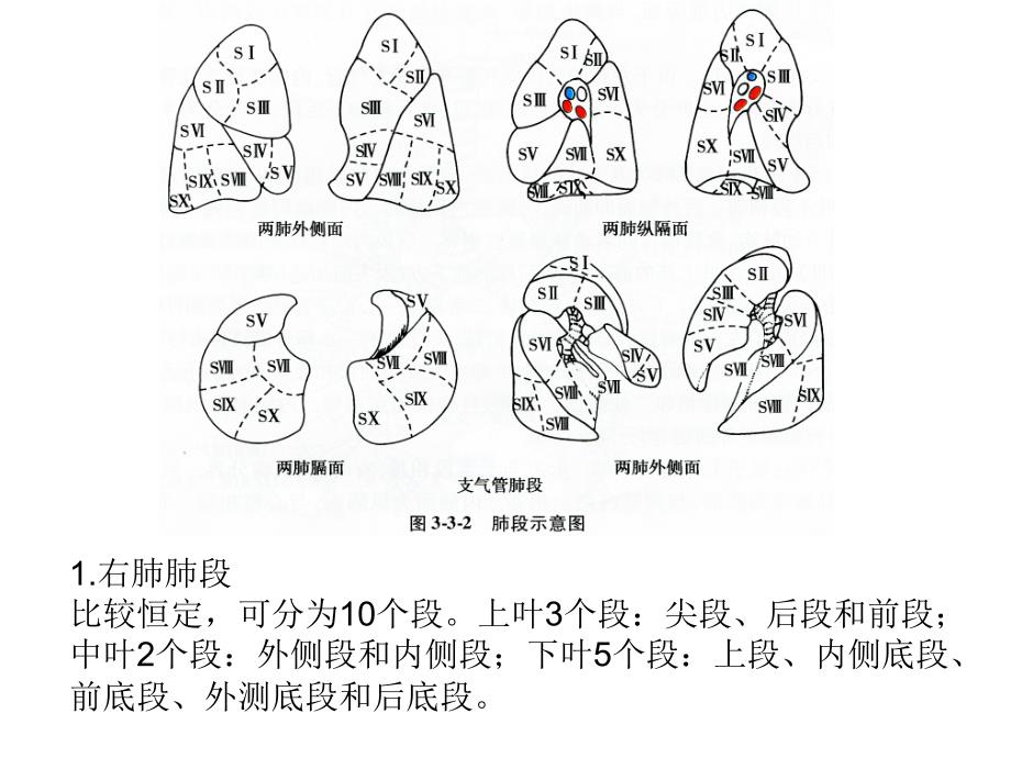 肺段及肺动静脉PPT课件.ppt_第2页