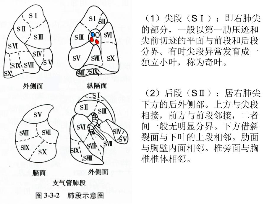 肺段及肺动静脉PPT课件.ppt_第3页