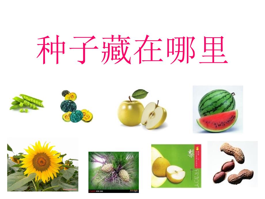种子藏在哪里PPT课件.ppt_第1页