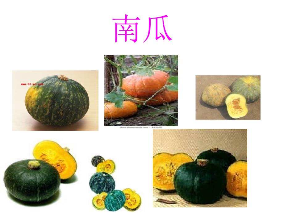 种子藏在哪里PPT课件.ppt_第3页