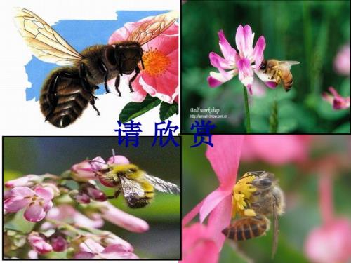 蜜蜂PPT课件刘红丽.ppt