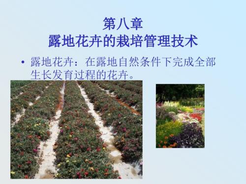 露地花卉的栽培管理措施.ppt