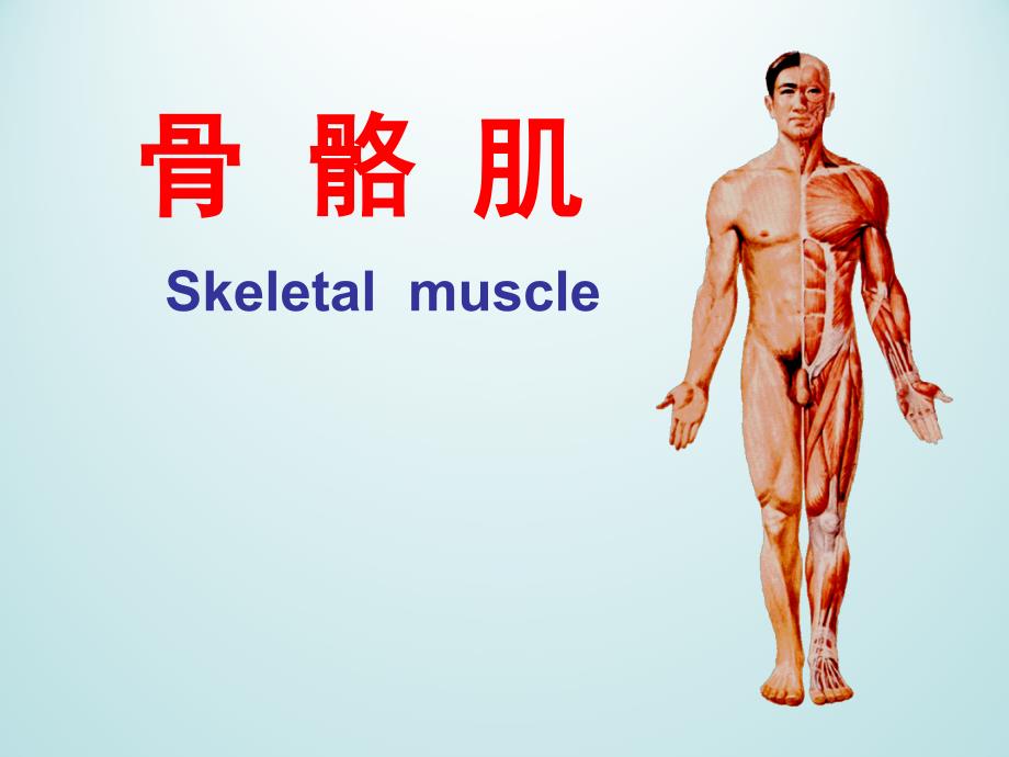 骨骼肌PPT课件.ppt_第1页