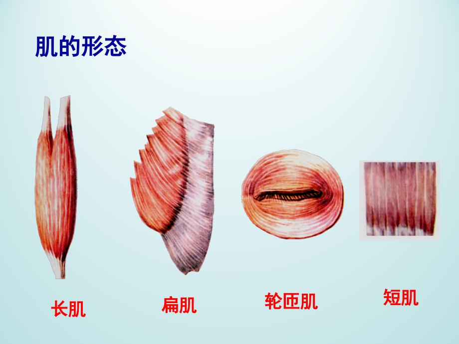 骨骼肌PPT课件.ppt_第3页