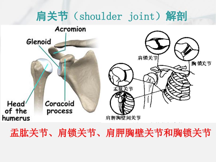 肩痛诊断与治疗.ppt_第3页