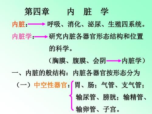 解剖学内脏的知识笔记大全.ppt