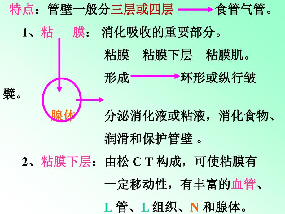解剖学内脏的知识笔记大全.ppt_第2页