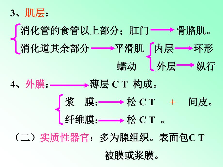 解剖学内脏的知识笔记大全.ppt_第3页