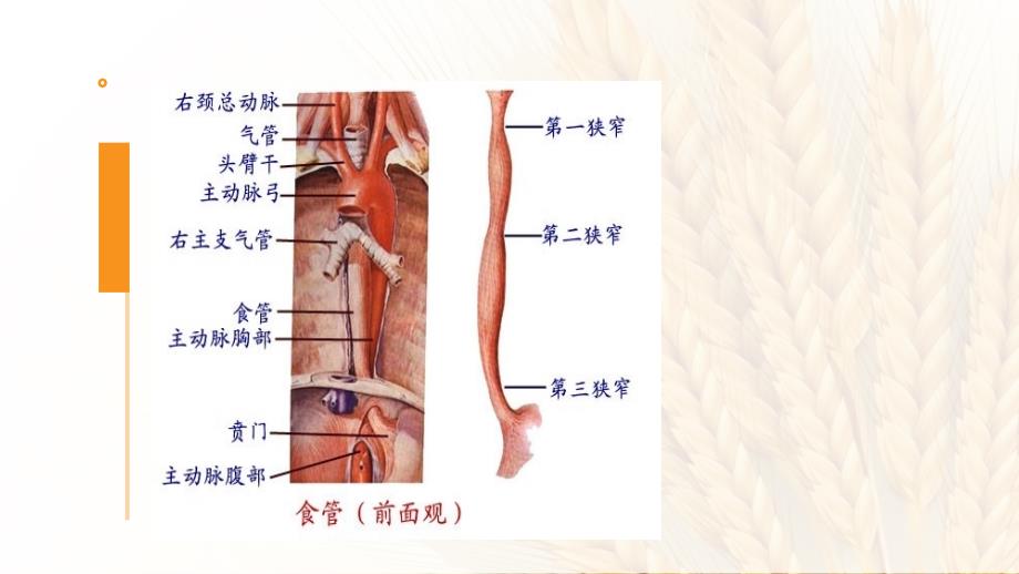 食管癌术后放疗护理查房ppt课件.pptx_第3页