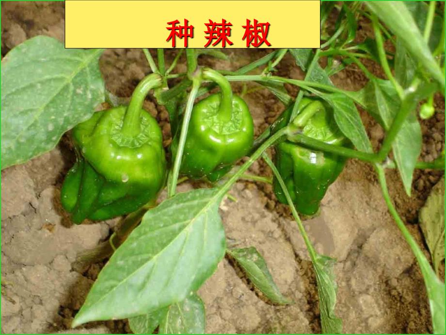 种辣椒PPT课件.ppt_第1页