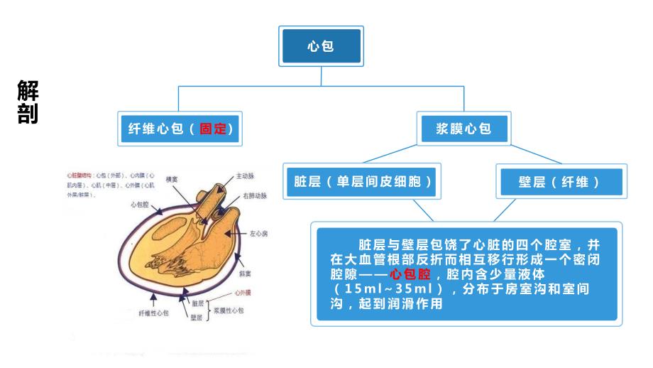 超声引导下心包穿刺置管术.ppt_第3页