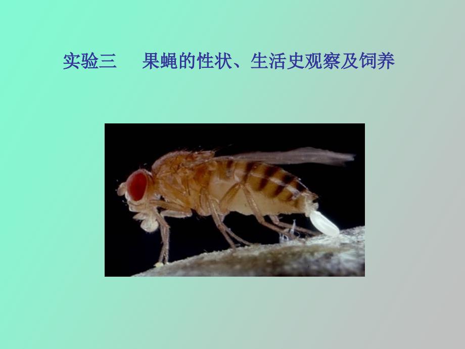 实验三果蝇的性状生活史观察及饲养.ppt_第1页