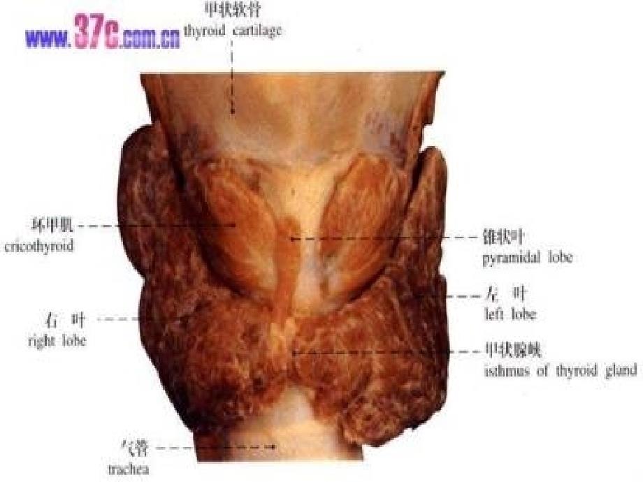 甲状腺疾病PPT课件.ppt_第3页