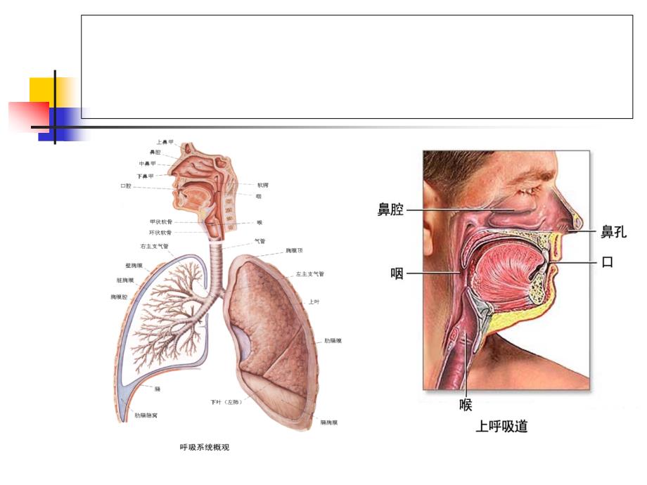 上呼吸道感染预防.ppt_第2页