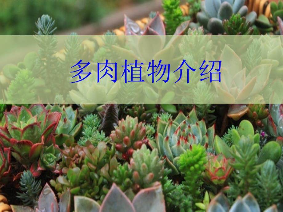 多肉植物介绍PPT课件.pptx_第1页