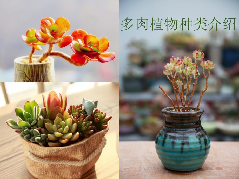 多肉植物介绍PPT课件.pptx_第2页