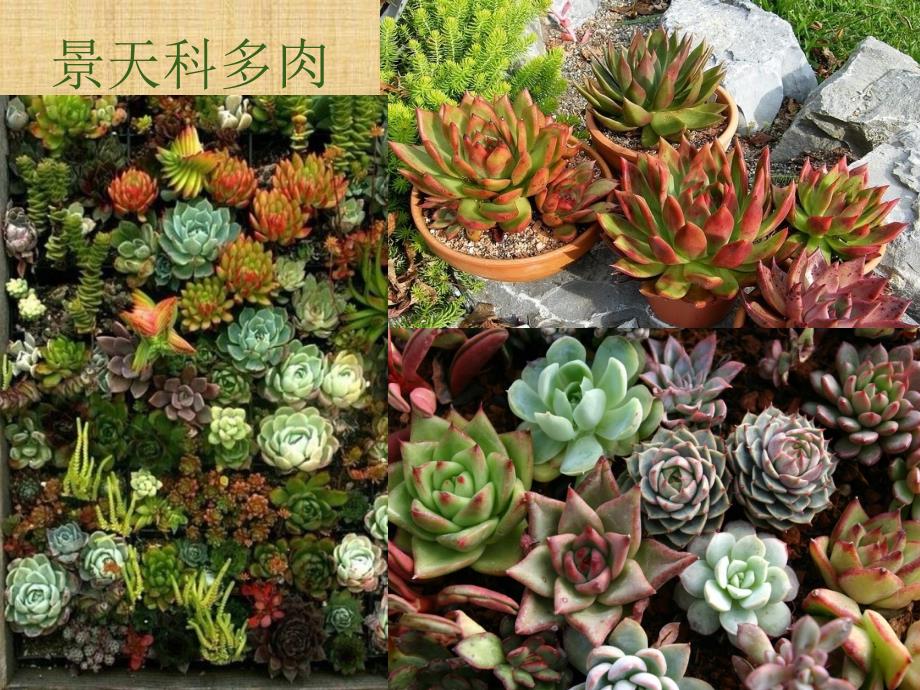 多肉植物介绍PPT课件.pptx_第3页