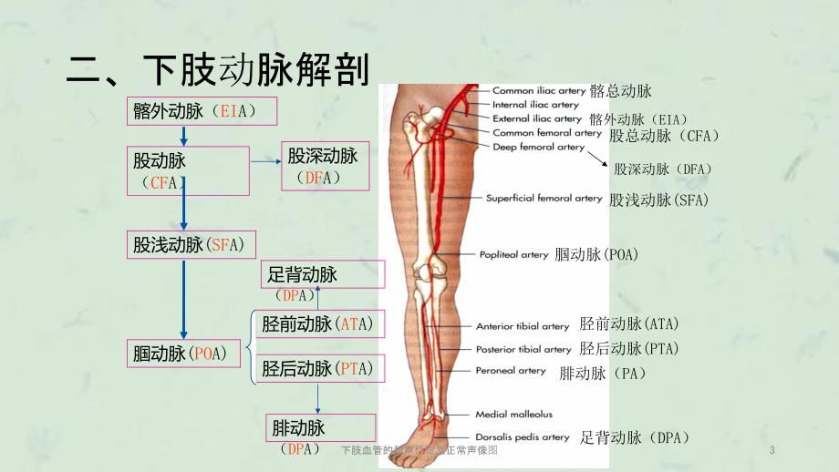 下肢血管的超声检查及正常声像图课件.ppt_第3页