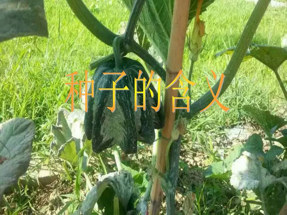 神奇的种子ppt课件.ppt_第3页
