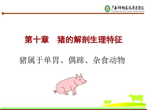 猪的解剖生理特征课件.ppt