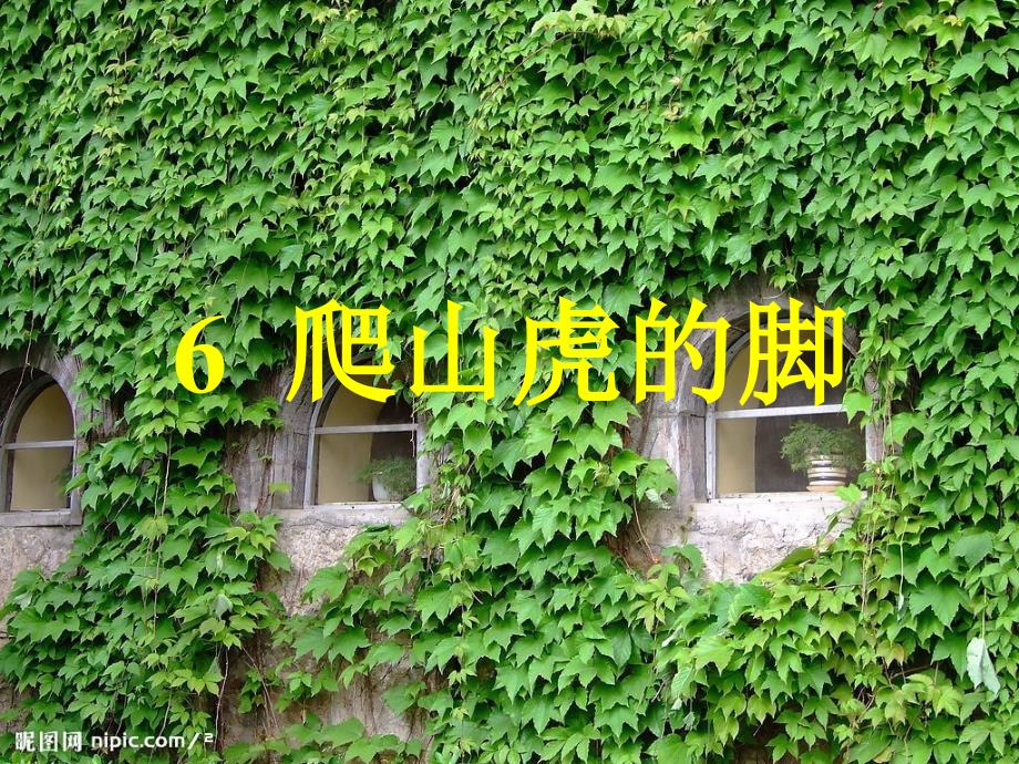 爬山虎的脚课件.ppt_第1页