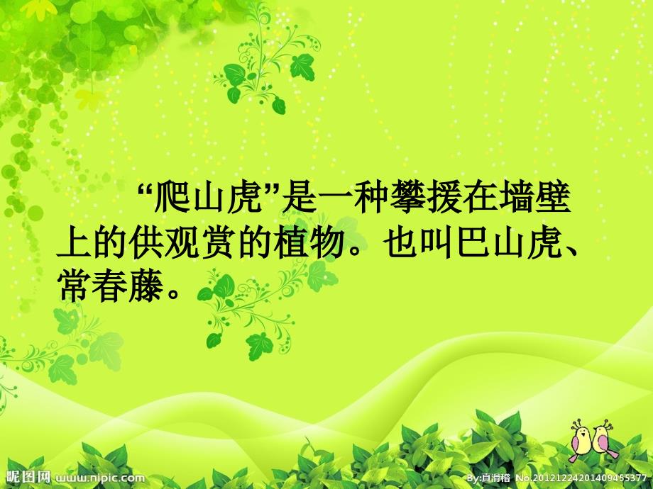爬山虎的脚课件.ppt_第2页