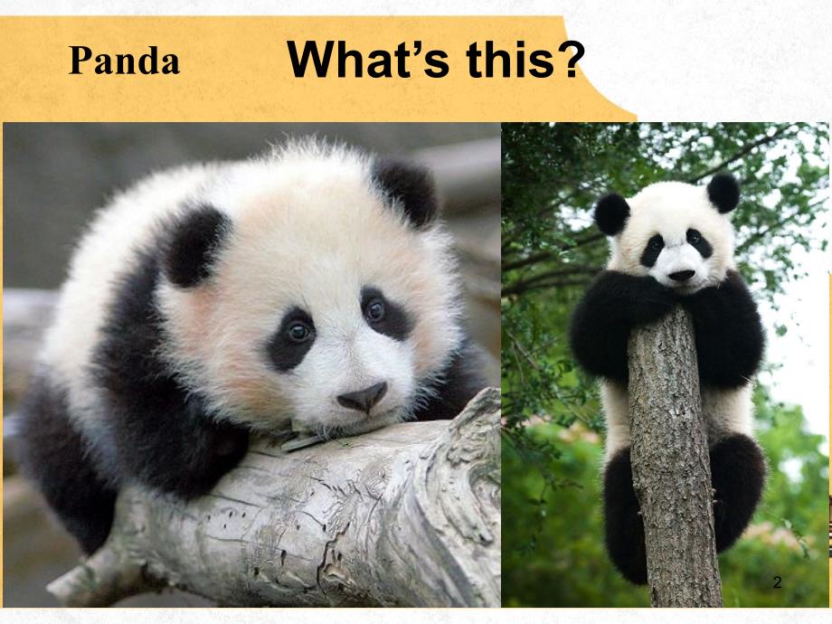 U5MorepracticeThegiantpandappt课件.ppt_第2页