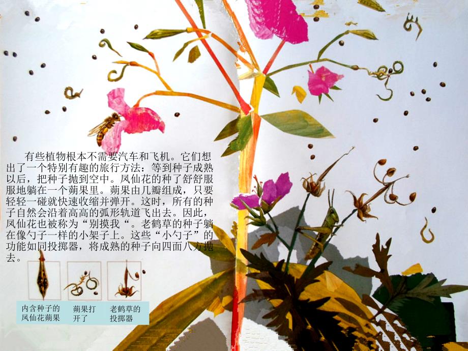 一粒种子的旅行PPT课件.ppt_第3页