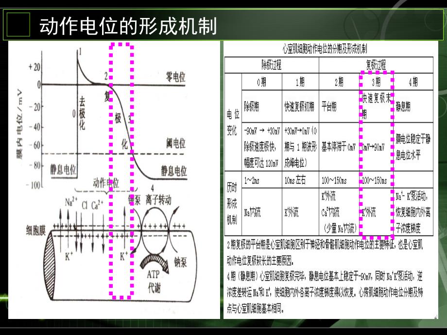 T波倒置的认识与诊断年金华心血管年会.ppt_第3页