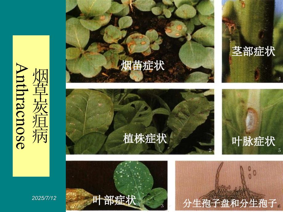 烟草害及缺素症图谱.ppt_第2页