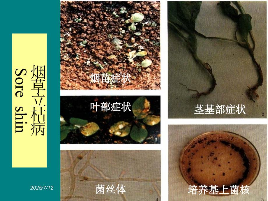 烟草害及缺素症图谱.ppt_第3页