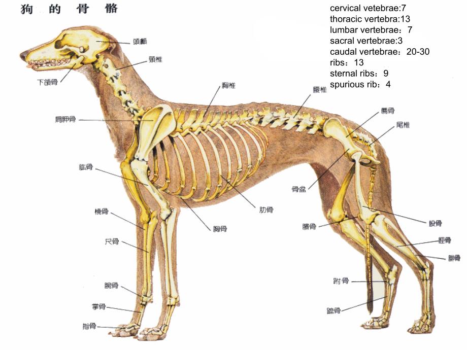 犬解剖结构与生理习性.ppt_第2页