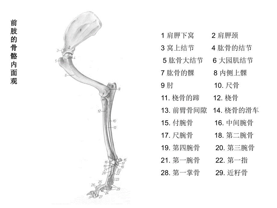犬解剖结构与生理习性.ppt_第3页